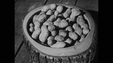 1960s: Boy picks peanuts from bottom of plant. Two boys sit in chairs on lawn, Stock Footage 147409946