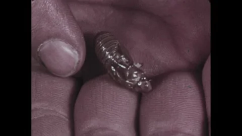 1960s: Boy studies empty pupal case. Boy digs into soil sample. Tweezers used to Video stock 255218728