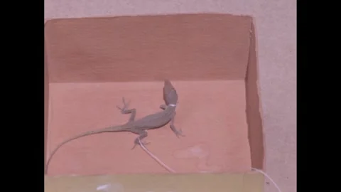 1960s: A brown anole with a string around its neck in a box. The lizard rushes Stock Footage 247780515