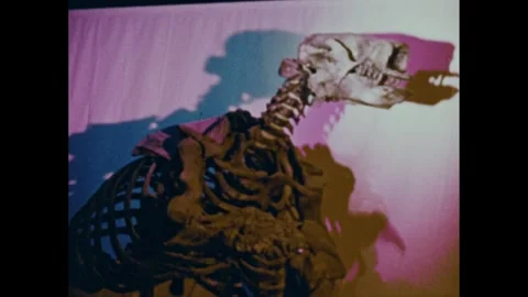 1960s: Bubbling tar pit. Ancient extinct animal skeletons on display. Kangaroos Stock Footage 253573248