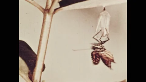 1960s: Butterfly emerging from cocoon. Ants crawling around in the dirt. Wasp Stock Footage 196948950
