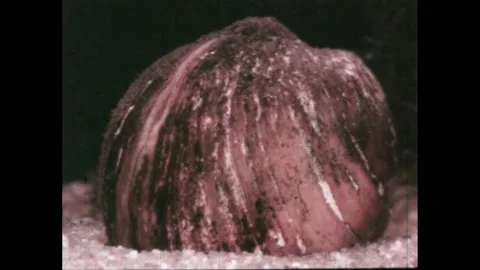 1960s: A clam in the sand. Pointer reveals the ovaries of a hermaphroditic clam Stock Footage 220378654