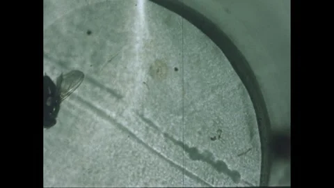 1960s: Close up of flies in jar. Stock Footage 247904135