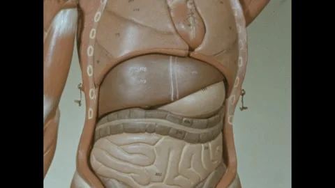 1960s: Close up of model of human body, hand points to organs, replaces piece. Stock Footage 279657760