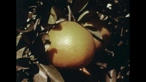 1960s: Close up of orange on tree / Oranges on conveyor belt. Vidéo 74431367