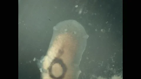 1960s: close up planarian. Microscopic view of planarian parasite. Vídeos de archivo 194187833