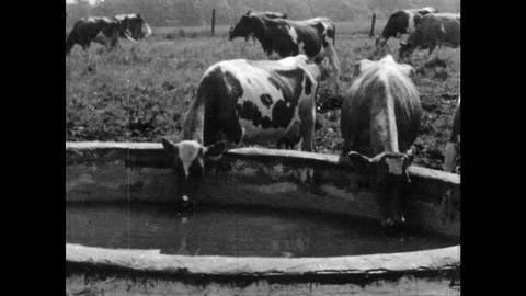 1960s: Cows drinking water from large trough in field. Cow drinking water from Stock Footage 94210868