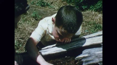 1960s: Cricket Sitting on Dead Tree Stock Footage 74939965