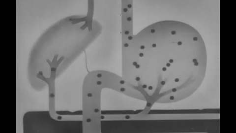 1960s: diagram of particles moving inside human digestive system / diagram of Stockbeeldmateriaal 74819438