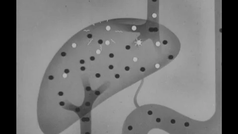 1960s: diagram of white particles inside the liver / diagram of particles moving Stock Footage 74819742