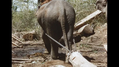 1960s: Elephants pull lumber.  Elephants load logs onto truck. Stock Footage 109242530