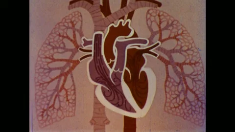 1960s: fast animation of heart pumping blood. Boys wrestle in garden. Stock Footage