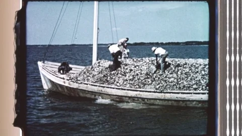 1960s: Fishermen shovel oyster shells off barge into ocean. Stock Footage