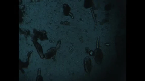 1960s: Flatworm larvae wriggle and move on a microscope slide. Stock Footage 267476413