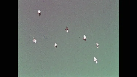 1960s: flock of birds flying, pigeon flying in slow-motion in sky Stock Footage