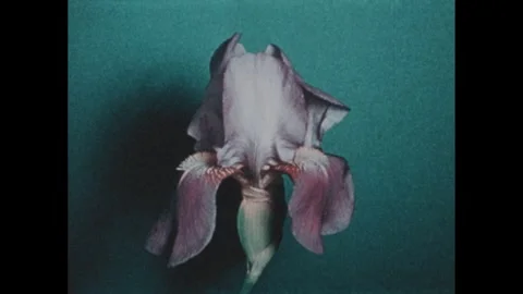 1960s: Flower petals twisting open in time-lapse. White flowers blooming. Stock Footage 255223191