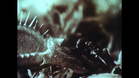 1960s: Fly climbs into Venus flytrap. Fly inside Venus flytrap, spines on leaf Stock Footage 82705501