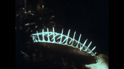 1960s: Fly trapped inside closed Venus flytrap. Spider inside Venus flytrap, Stock Footage 82705498