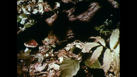 1960s: Forest floor with leaf litter and mushrooms. Snail crawls over mushroom. Stock Footage 97583889