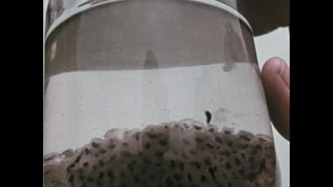 1960s: Frog eggs in a jar. Tadpole swims around. Man gives the jar to a boy. He 스톡 동영상 256830514