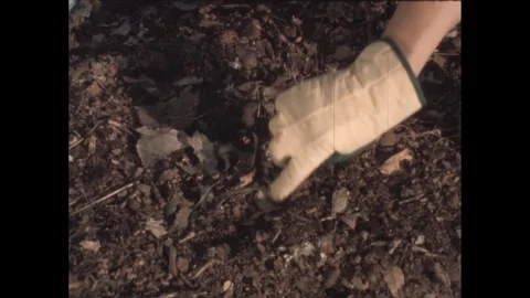 1960s: Gloved hand sorts through detritus, picks up dead leaf and insect Stock Footage 290244563