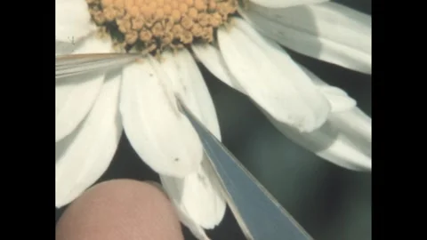 1960s: Hand holds flower.  Pointer pokes petal. Stock Footage 248246910