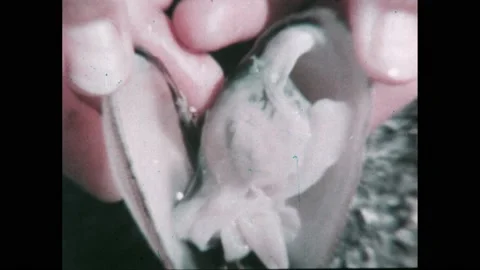 1960s: Hands open a clam, display its body. Hands turn over empty clam shell, Stock Footage 220378647
