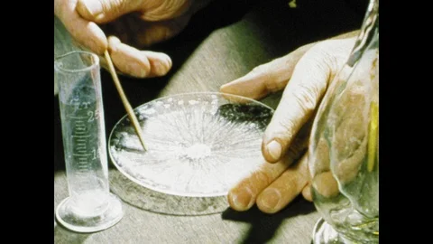 1960s: Hands scrape crystals from plate with wooden dowel. Pile of radium Stock Footage 121386478