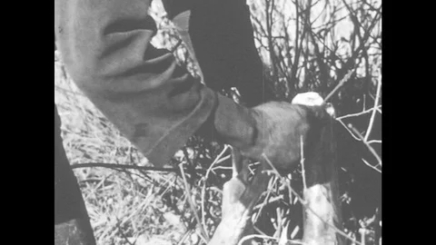 1960s: Hands use knife to cut off deer's leg. Men cut meat off deer carcass and Stock Footage