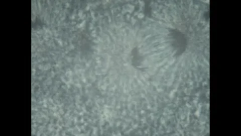 1960s: Image under microscope. Stock Footage 247617945