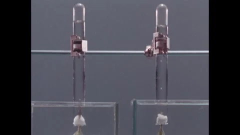 1960s: Lab.  Test tubes hold roots of plants.  Light bulbs. Stock Footage 257364852