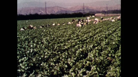 1960s: Large, densely planted field, rows of lettuce. Man carries tall stack of Stock Footage 99052080
