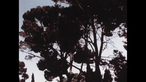 1960s: Large trees over low, white Mediterranean buildings. Stone wall and low Stock Footage 295211610