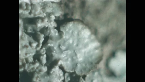 1960s: Lichen crust. Snake strangles mouse, tail, foot twitch. Stock Footage 188533677
