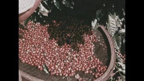 1960s: Load is lowered into ship's hold.  Area is highlighted on map of Brazil.  Stock Footage 295371082