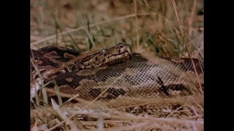 1960s - A man demonstrates how to capture pythons in the African wilderness. Stock Footage 143780536
