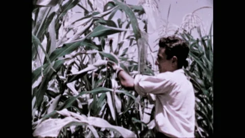 1960s: Man inspects corn stalks on farm. Highlighted coastal regions appear on Stock Footage 157441601