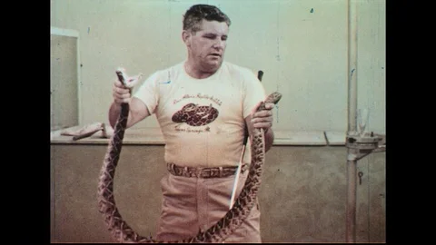 1960s: Man picks up rattlesnake / Close up of tail rattling. Stock Footage