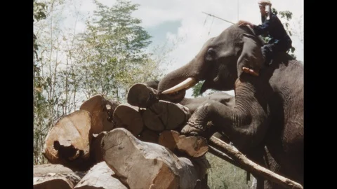 1960s: Man rides elephant and kicks ears.  Elephant stacks logs on wagon.  Wagon Stock Footage 109242523
