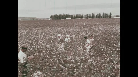 1960s: Man tosses coffee beans in air.  People work in cotton field.  Basket of Stock Footage 295371051