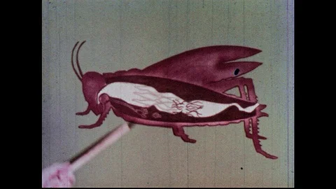 1960s: Man uses lecture pointer stick to gesture to parts of insect digestion Stock Footage 90918316