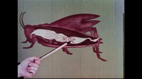 1960s: Man uses lecture pointer stick to gesture to parts of insect Stock Footage 90918321