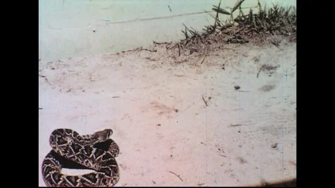 1960s: Man waves foot at snake, snake bites shoe / Man brings snake to podium. Stock Footage