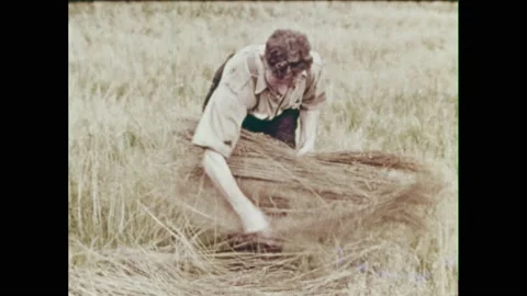 1960s: men spread out flax straw in a field. Men pick up bundles of flax and Vidéo 236923253