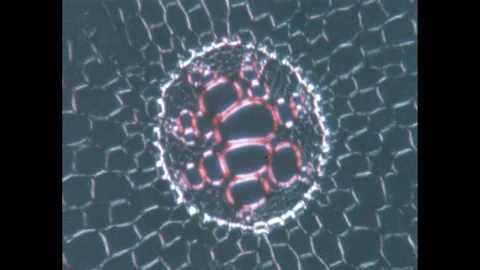 1960s: Microscopic cells.  Bumpy plant stalk.  Blades of grass. Video stock 295295740