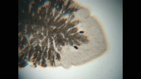 1960s: microscopic view of planarian head. Stained slice through parasite. Stock Footage 194187816