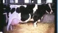 1960s Milk Cow Udders Full in Stall DAIRY FARM Milking Vintage Film Home Movie HD Footage