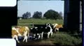 1960s MILKING TIME DIARY FARM Cows Milk Come Home Vintage Retro Film Home Movie HD Footage