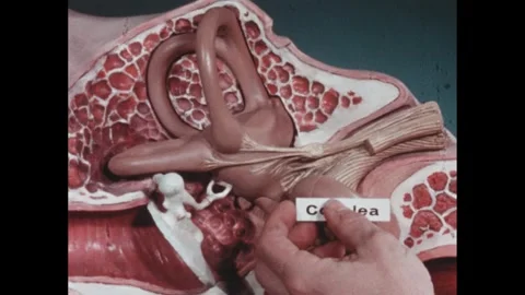 1960s: Model of a human ear, pointer resting on the cochlea. Hand places a label Stock Footage 263586816