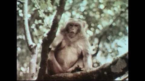 1960s: Monkey in tree / Monkey catches piece of fruit. Stock Footage